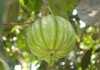 Garcinia Cambogia funziona