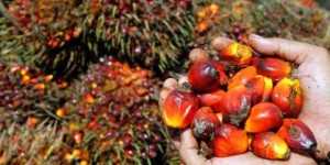 olio di palma