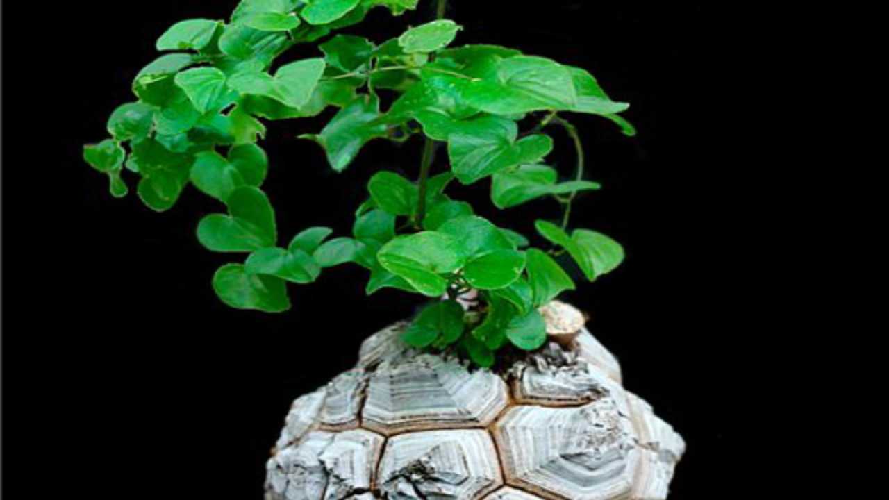 Piante Rare E Introvabili Da Appartamento Idee Green