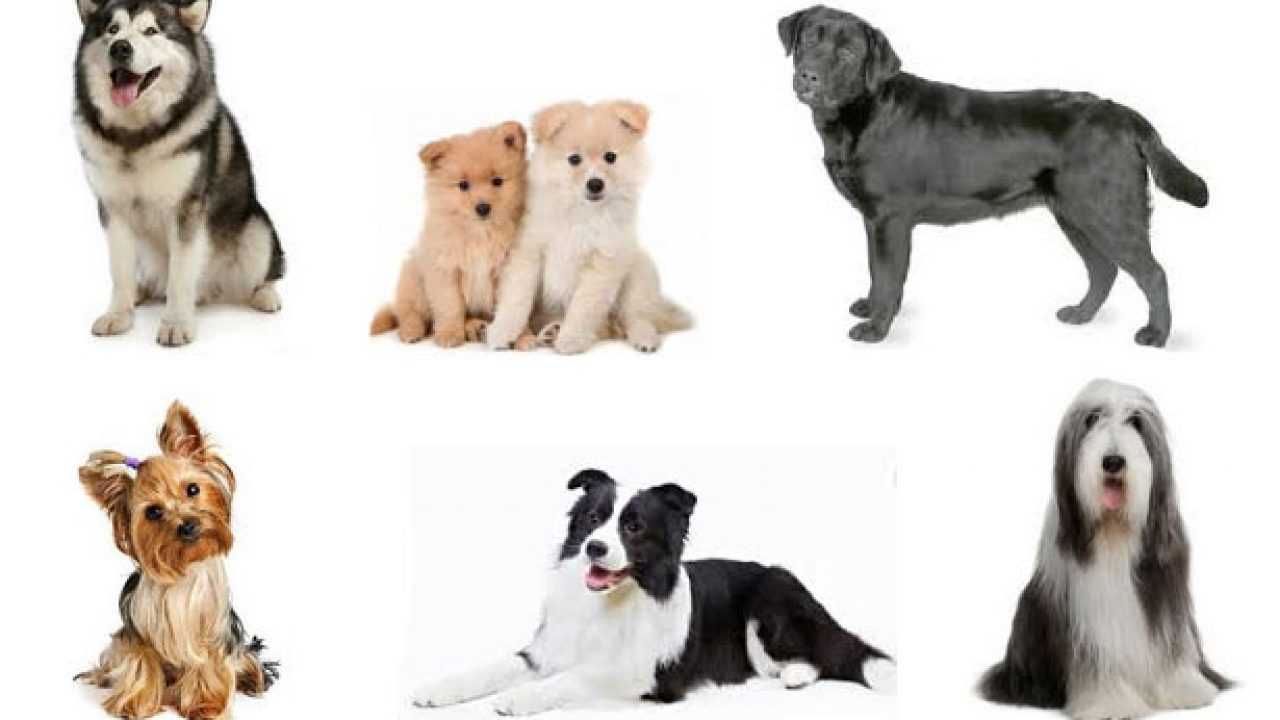 Razze Di Cani Elenco E Caratteristiche Di Ogni Razza Canina Idee Green