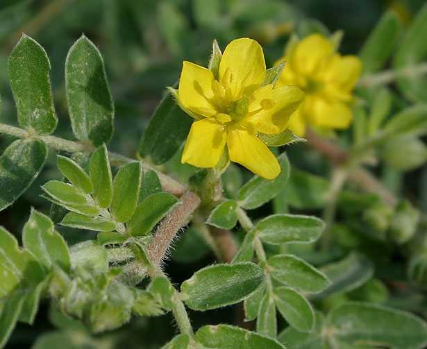 Tribulus terrestris proprietà e controindicazioni