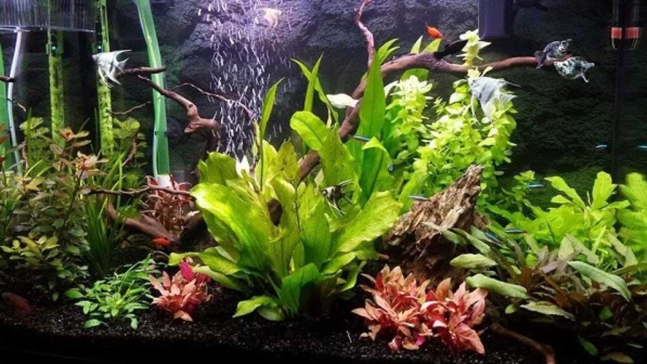 Acquario Per Pesci Rossi Quali Piante Scegliere Idee Green