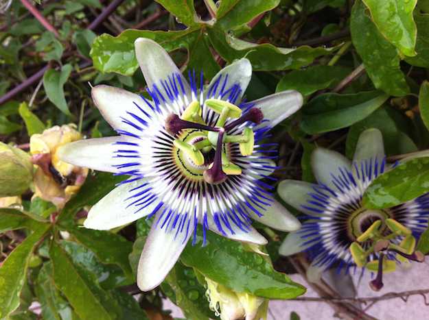 coltivazione passiflora