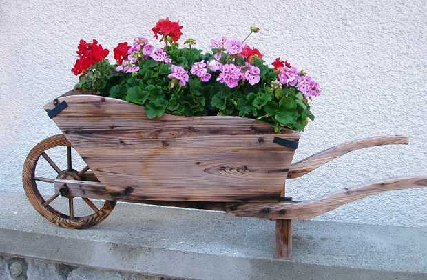 come curare il geranio