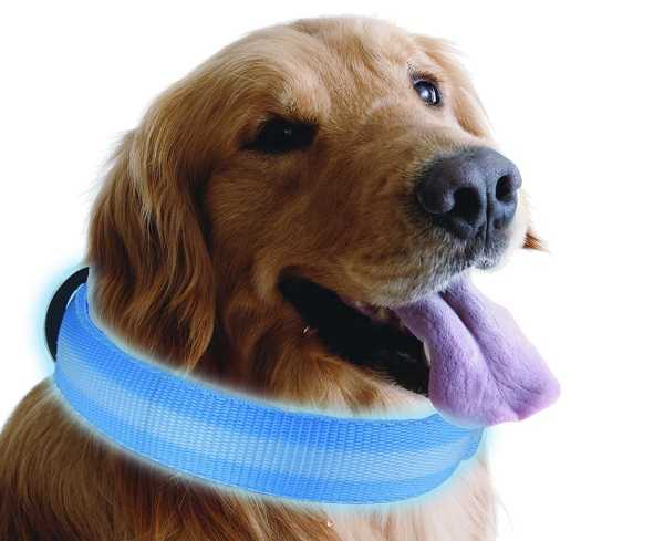 congiuntivite nei cani4