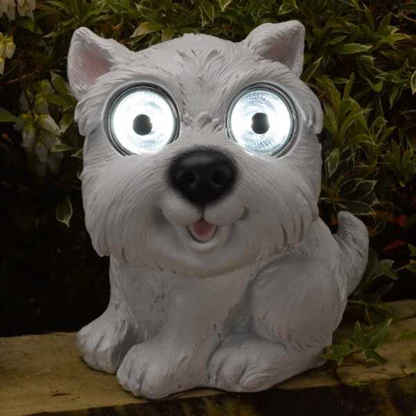 congiuntivite nei cani5