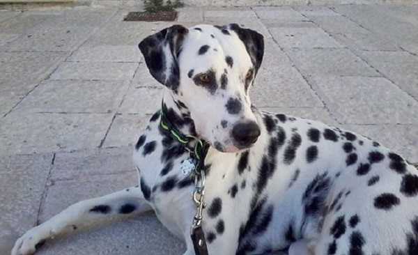 Cane Dalmata