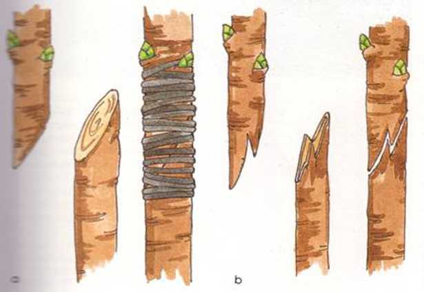 Innesto a doppio spacco inglese