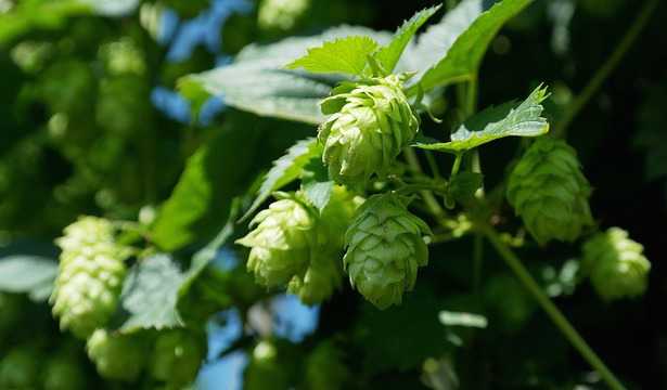 luppolo proprietà