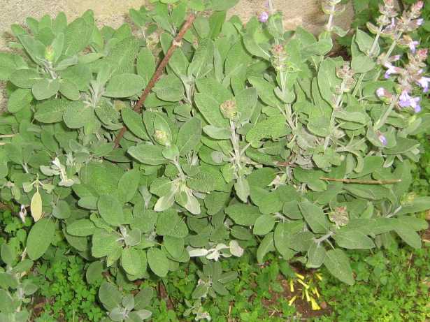 Pianta di salvia Pianta di salvia