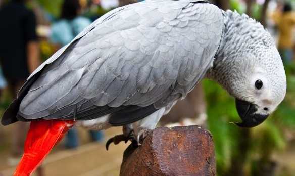pappagalli parlanti5