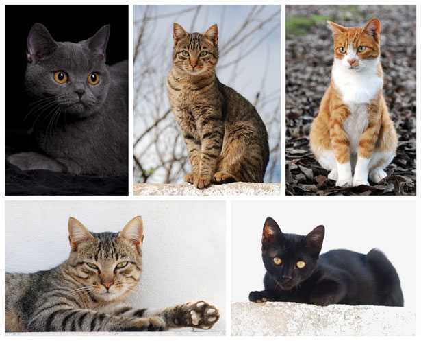 Tutte Le Razze Di Gatti