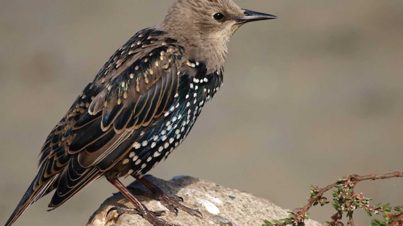 Riconoscere Gli Uccelli La Nostra Guida Idee Green