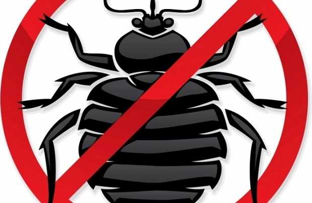 rimedi contro scarafaggi in casa