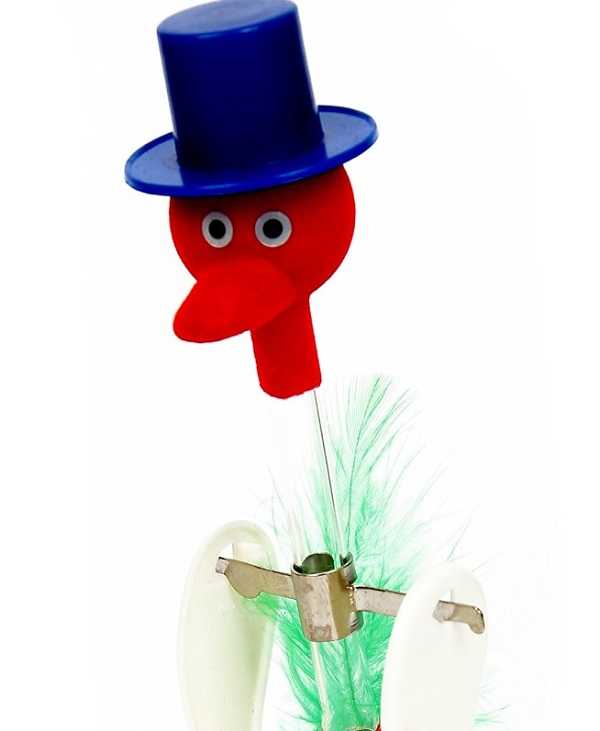 uccelli da compagnia5