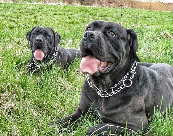 Cane Corso Carattere E Prezzo Idee Green