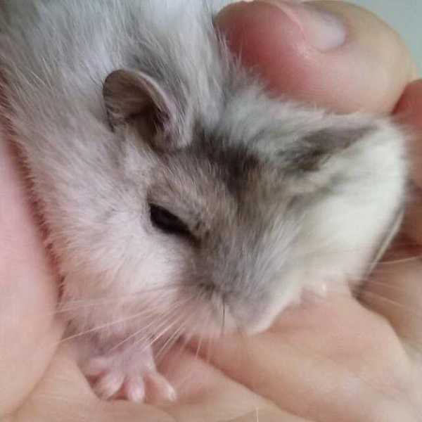 criceto russo in mano criceto russo in mano