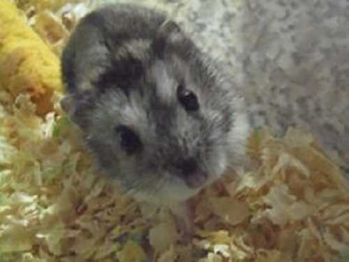 criceto russo criceto russo