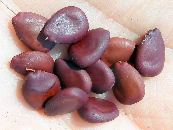 farina di semi di carruba