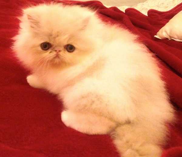 Gatti Bianchi Razze E Carattere Idee Green