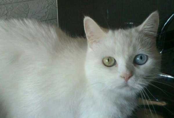 gatti bianchi5