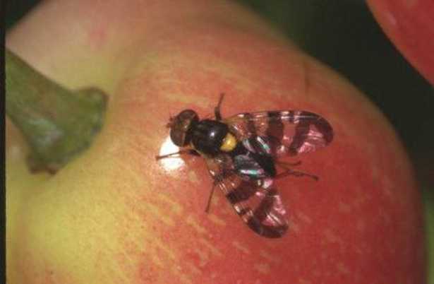 mosca-delle-cicliegie