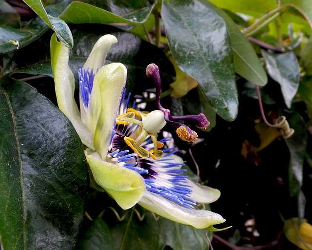 passiflora proprietà
