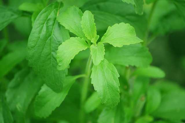 stevia proprietà