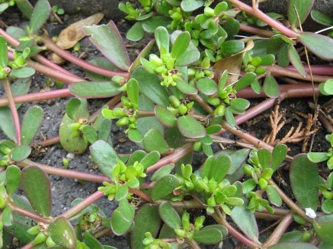 Portulaca oleracea
