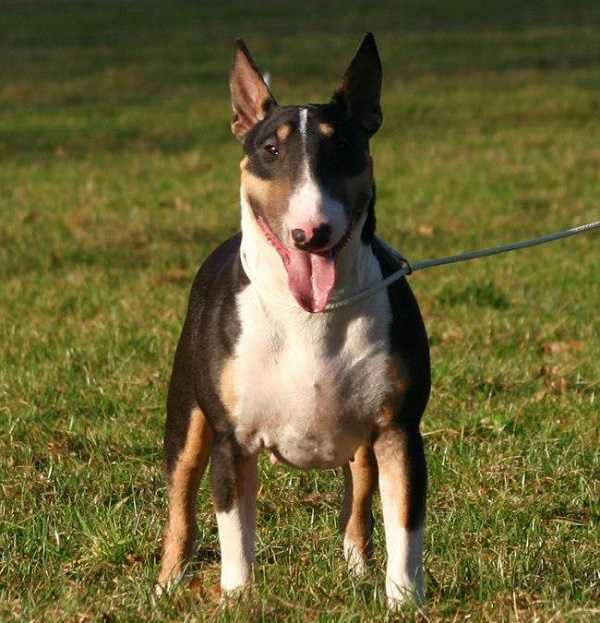 bull terrier al guinzaglio bull terrier al guinzaglio