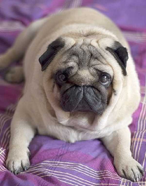 Cane carlino: carattere Cane carlino: carattere