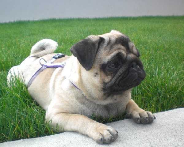 Cane carlino: origine Cane carlino: origine