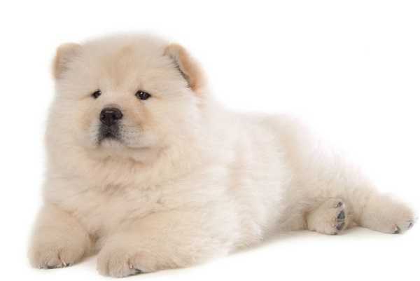 chow chow1