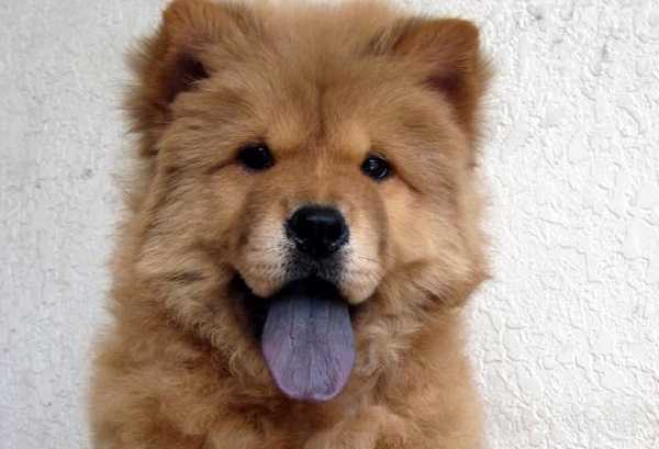 chow chow2
