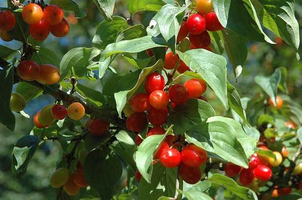 come coltivare il corniolo