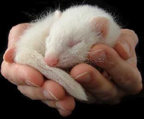 furetto albino6