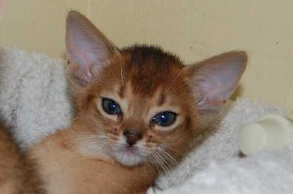 gatto abissino6