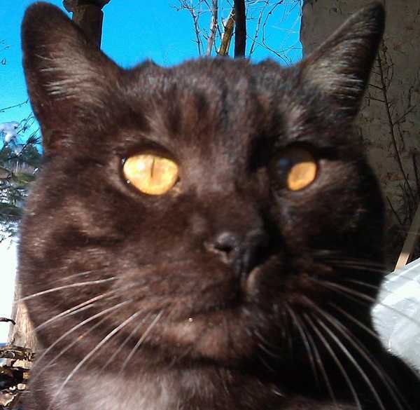 gatto bobtail giapponese1