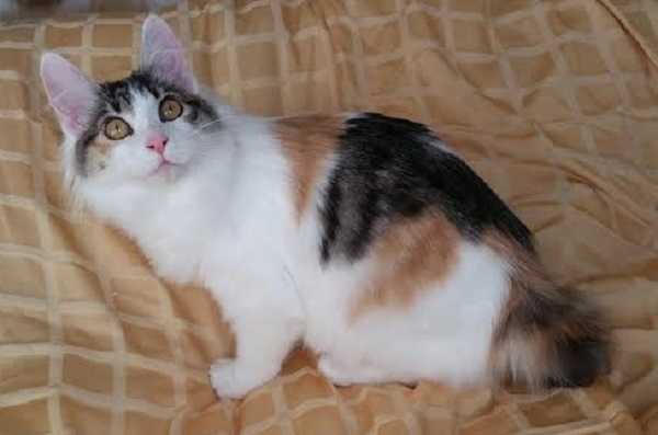 gatto bobtail giapponese3