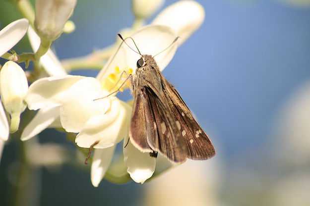 integratori moringa olifera