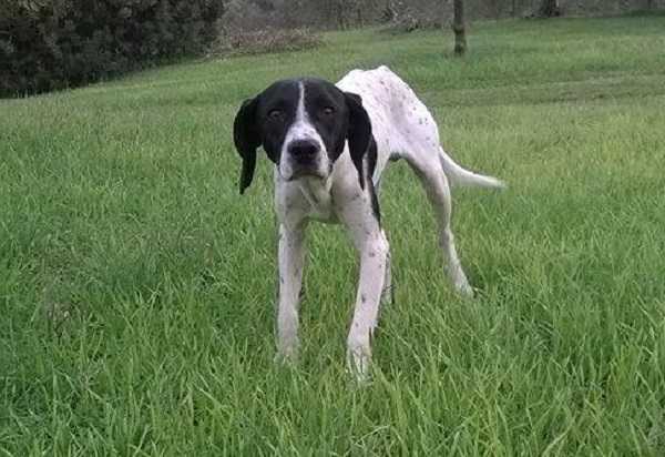 leishmaniosi del cane6