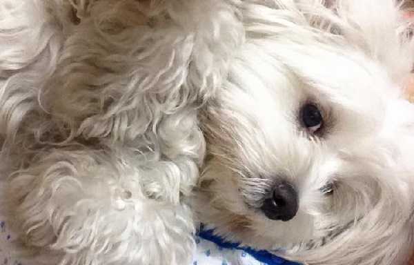 Maltese dolcissimo