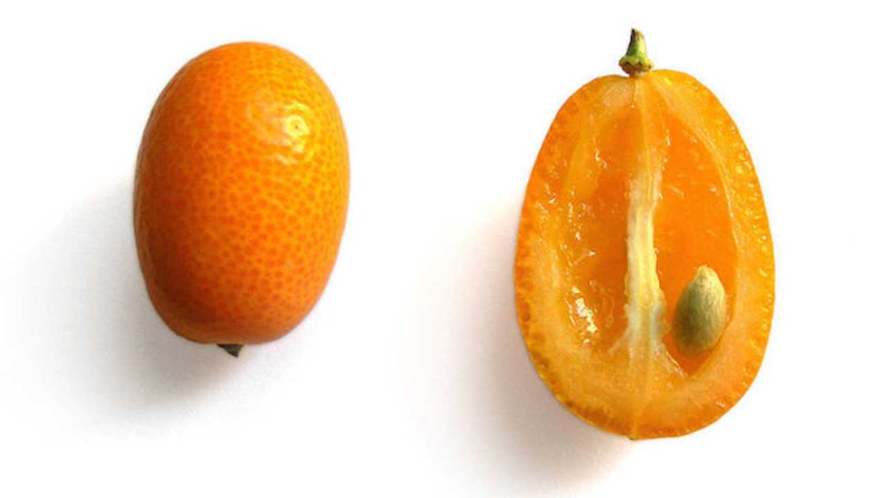 Оранжевый фрукт похожий. Фрукт кумкват. Кумкват семена. Кумкват плоды. Маленький мандарин кумкват.