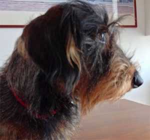 Vixar Tazza In Ceramica Con Motivo Bassotto - Blu Marino, 311g, Regalo Per Amanti Dei Cani