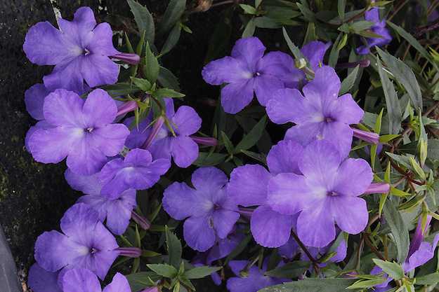 Achimenes coltivazione