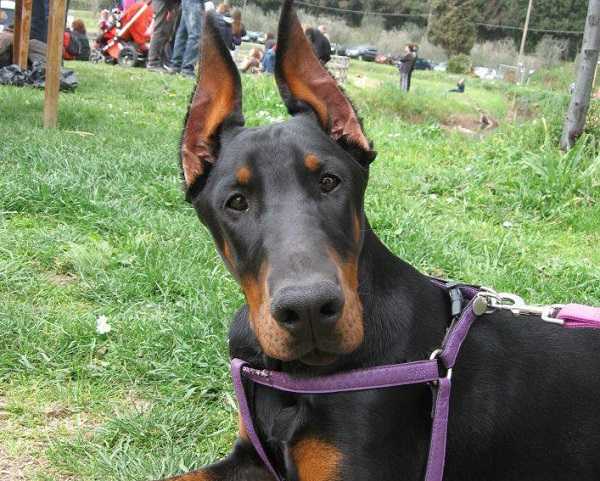 dobermann5