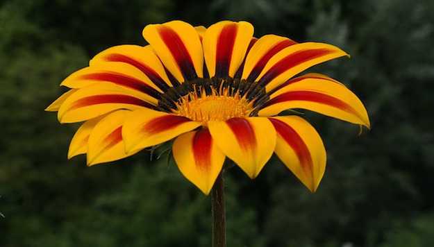gazania varietà