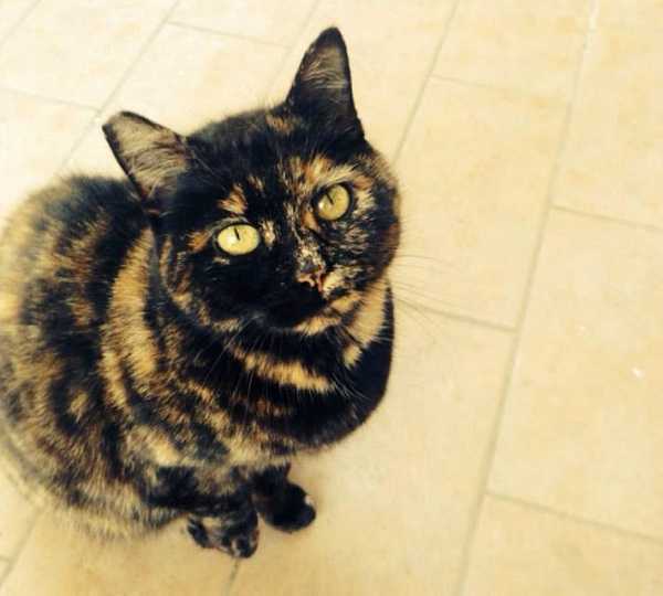 gravidanza dei gatti 2