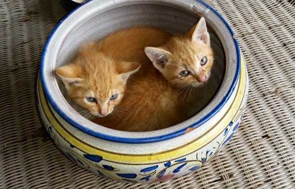 gravidanza dei gatti 3