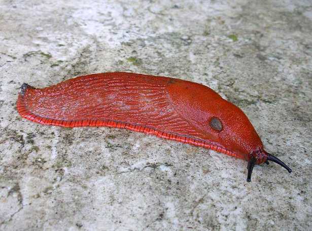 lumaca rossa Lumache rosse